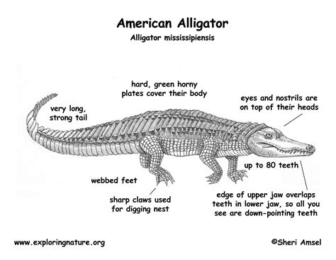 Diagram Of An Alligator
