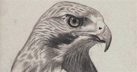 E.T. Foster: Art Porfolio: Hawk Pencil Drawing, done in H, HB, B3 Pencil