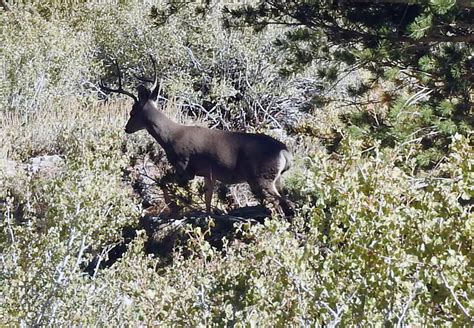 Lone Pine Lake Trail Wildlife | Run With Rainy