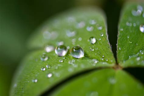 Close-up photography of water droplets on leaf © Ines Stuart-Davidson | Plant photography, Close ...