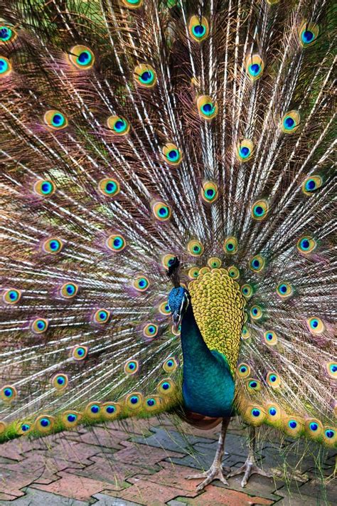 Indian Peacock Bird Proudly Showing His Feathers Stock Photo - Image of peafowl, proud: 17961098