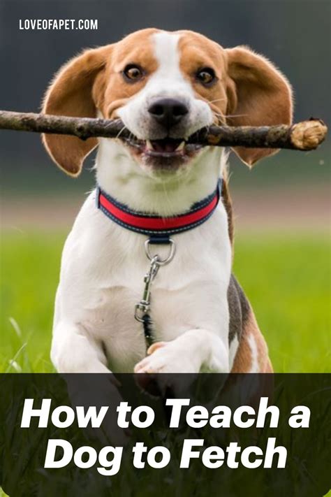 How to Teach a Dog to Fetch: 6 Steps - Love Of A Pet | Dogs, Dog training, Best dogs