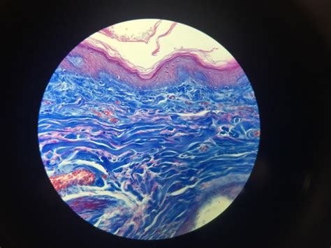 A picture of epithelial tissue from a microscope. : r/ScienceImages