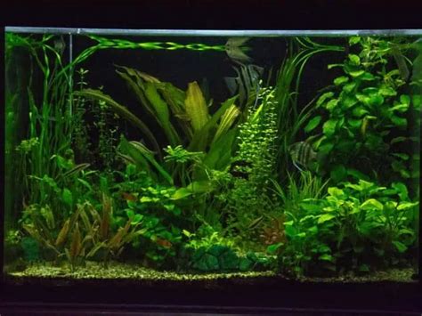 Aquarium Plants Fertilizer Homemade Hugely Sale | www.pinnaxis.com