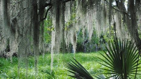 Barataria Preserve Trails and Waterways - Jean Lafitte National ...