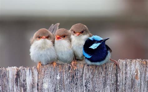 Cute Little Birds wallpaper | animals | Wallpaper Better