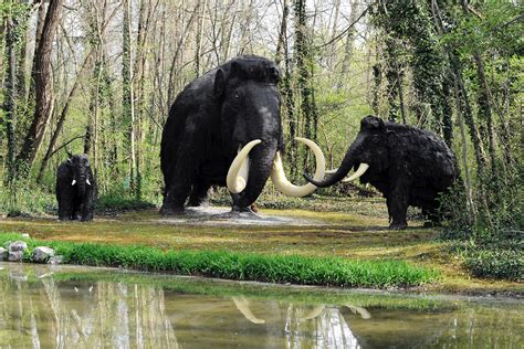 Hybrid woolly mammoths could soon walk the Earth, thanks to Harvard ...