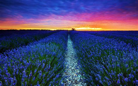 Download Blue Flower Sunset Sky Field Nature Lavender HD Wallpaper