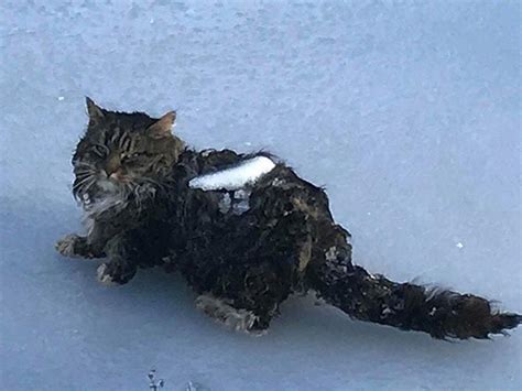 This poor cat was found stuck to a frozen lake | Express & Star