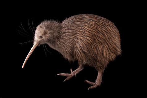 New Zealand’s iconic kiwi birds may be losing their sight | New Scientist