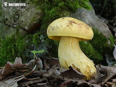 Yellow Bolete Mushroom Photos, Yellow Bolete Images, Nature Wildlife Pictures | NaturePhoto