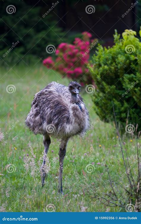 Running ostrich stock photo. Image of flower, head, wild - 15992356