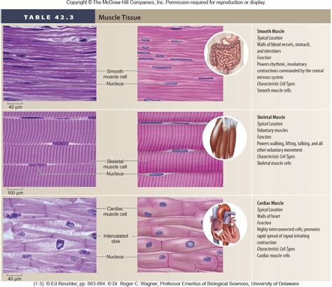 0 Result Images of 3 Different Types Of Muscle Tissue - PNG Image ...