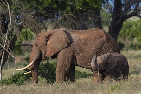 Female African elephant with its calf - Stock Image - C054/6514 - Science Photo Library