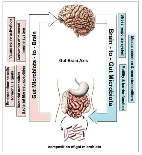 The Brain Gut Link