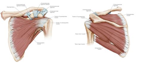 Shoulder Anatomy