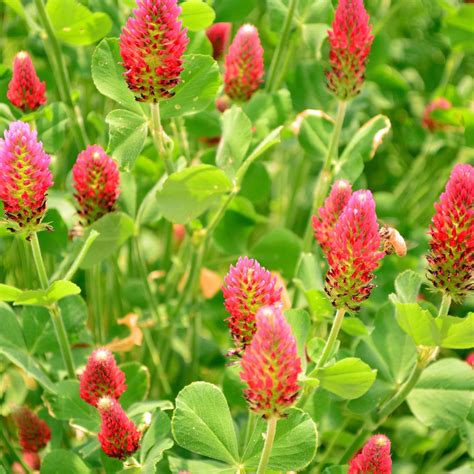 Crimson Clover Cover Crop – Hudson Valley Seed Company