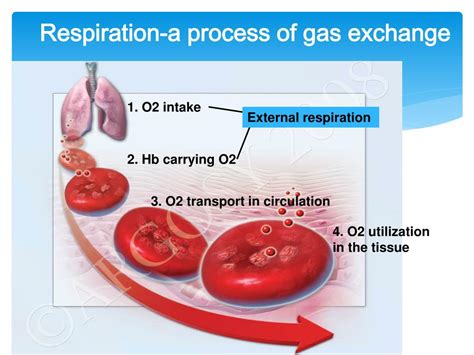 PPT - Hypoxia PowerPoint Presentation, free download - ID:5655356