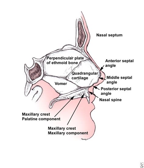 ORAL & MAXILLO-FACIAL SURGERY: Nasal and Septal Fractures