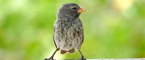 Darwin's finches - Galapagos Conservation Trust