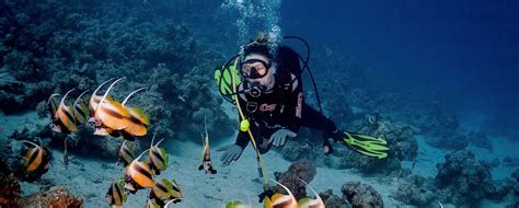 Daily Diving Hurghada - Dive UK