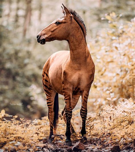 10 Photos Of A Zorse, A Horse And Zebra Hybrid Not Many Know Exists, By Photographer Carina ...