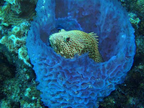 Question of the Week: Why are sea sponges considered animals? | UCL ...