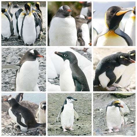 Collage with different penguin species — Stock Photo © tom_hr #12752648