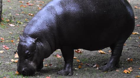 Pygmy Hippo: Lesser-known facts about the endangered species ...