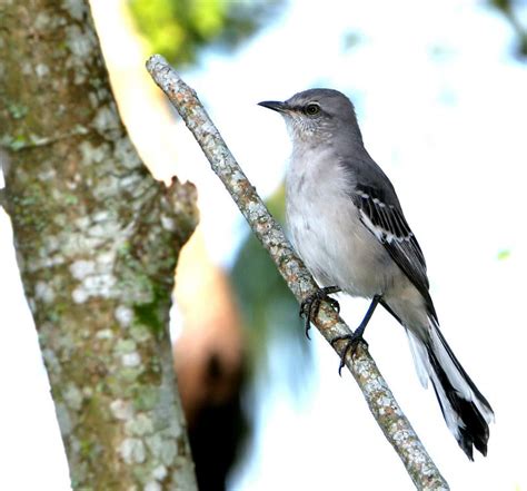 Florida State Bird Mockingbird - Carinewbi