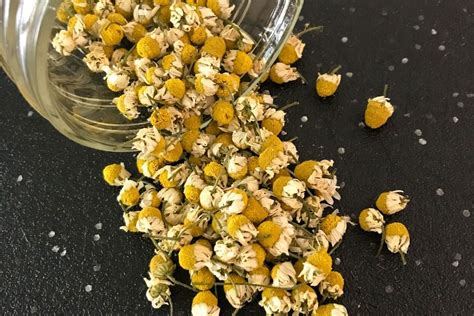 How to Make Organic Chamomile Tincture DIY | Meaghan Grows