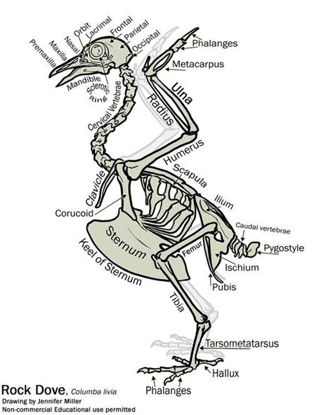 Simple Bird Skeleton Diagram | Skeleton anatomy, Drawings, Skeleton ...