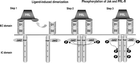 Figure 1 from Prolactin: structure, function, and regulation of ...