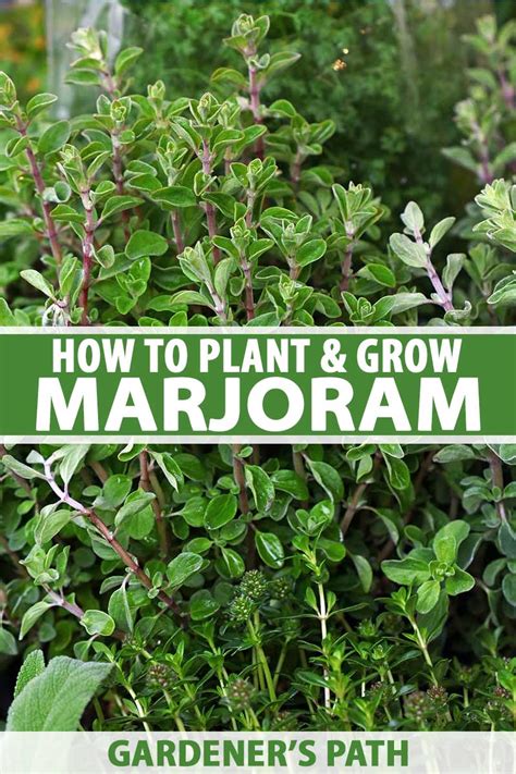 How to Plant and Grow Marjoram | Gardener’s Path