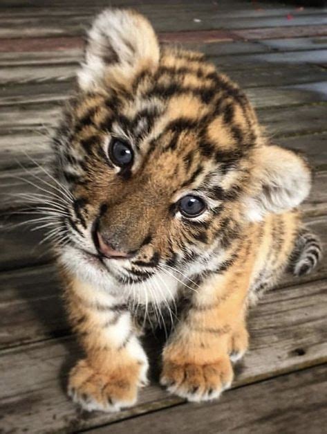 Adorable Baby Tiger Pictures and Facts