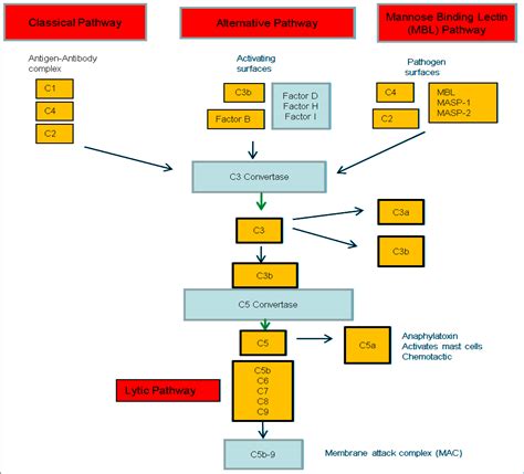 Complement Pathway - Explained | Epomedicine