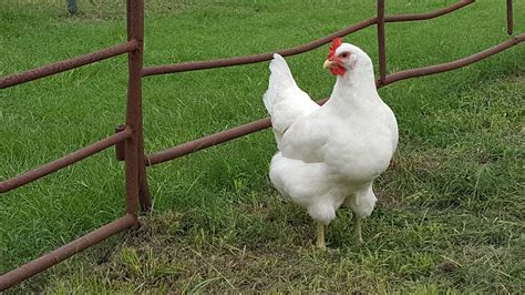 White Jersey Giant Chickens - Baby Chicks for Sale | Cackle Hatchery