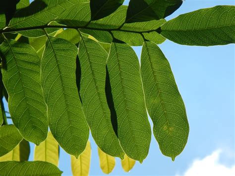 Montreal Green Park: African Mahogany