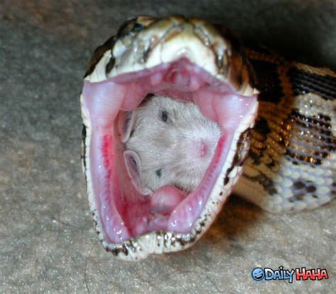 snake snack