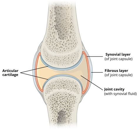 Structures of a Synovial Joint