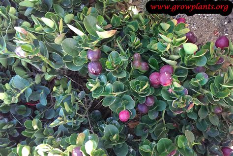 Natal plum - How to grow & care