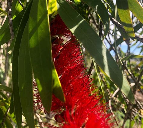 Learn How to Plant, Grow, and Maintain a Beautiful Bottle Brush Tree