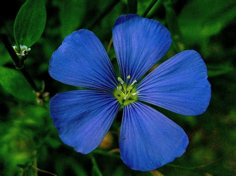 File:Perennial flax or linum perenne.jpg - Wikimedia Commons