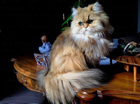 Persian Cat - Fantastic Pet Encyclopedia, UK