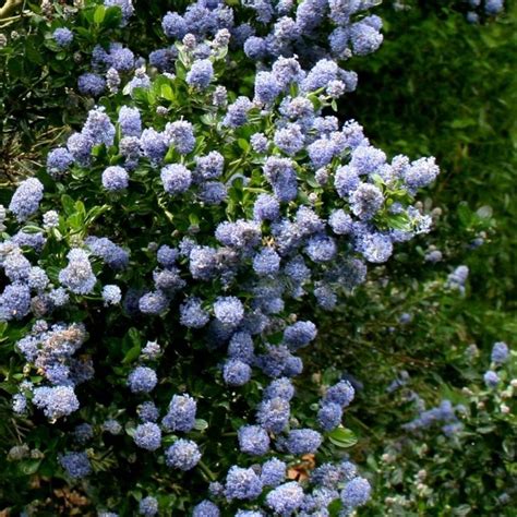 Ceanothus 'Skylark' - Californian lilac | Plants, California lilac ...