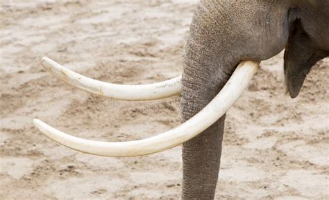 Asian Elephant (Elephas Maximus) Tusks Close-up Stock Photo - Image of america, milwaukee: 74466524