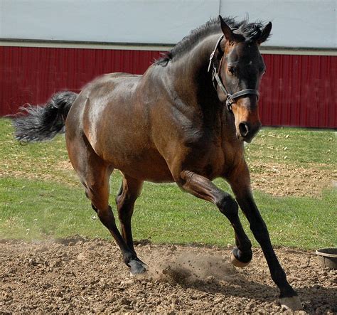 Crazy Horse Photograph by Joy Alfandre | Fine Art America