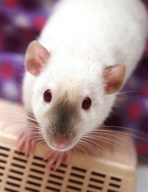 Siamese rat | Cute rats, Rats, Pet mice