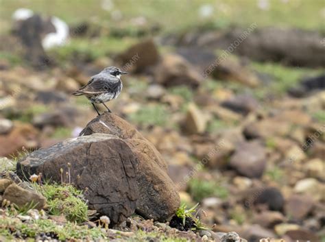 Male northern wheatear - Stock Image - C058/2114 - Science Photo Library