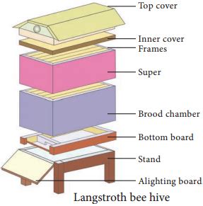 Apiculture Methods Definition and Its Structure – NCERT MCQ